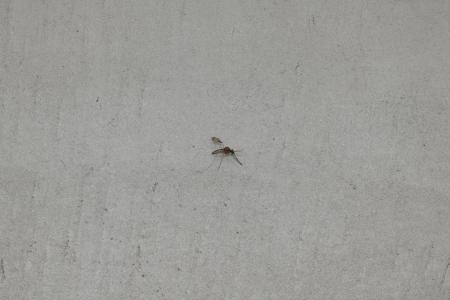 He Xiangyu ”Bewilderment of Etiquette", 2019, Mixed media ,Mosquito Small: 2.1x2.7x2.4cm, photo by Nobutada Omote